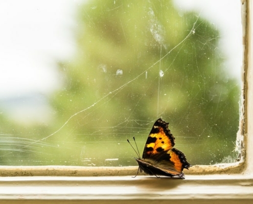 The Dubai Princess and Domestic Abuse butterfly in window