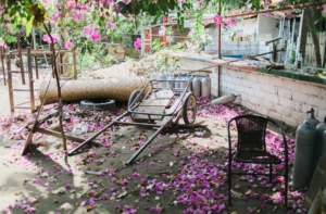 An abandoned garden
