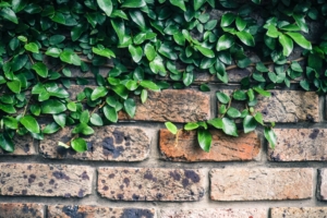 A tree growing on a brick wall
